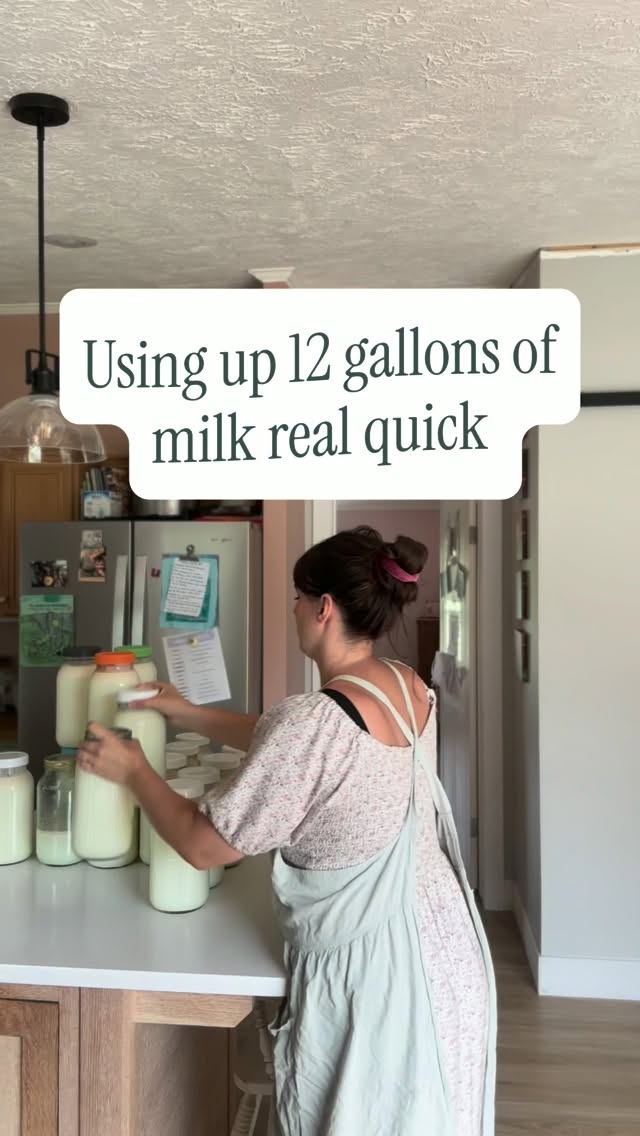 12 gallons of milk, used up in a day 🤎
I say “real quick” in the reel, but the reality is this whole process starts in the morning and is usually wrapped up sometime in the afternoon, we’ve just streamlined it enough that it fits into our normal day
And this is just one little glimpse of what our family milk cow provides for our family, milk for drinking, butter, cheese, yogurt, kefir and so much more
Since I’m resharing this one, tell me what part of this reel you’d actually like to see broken down more 👇🏻
#homestead #farmlife #fromscratch #rawmilk