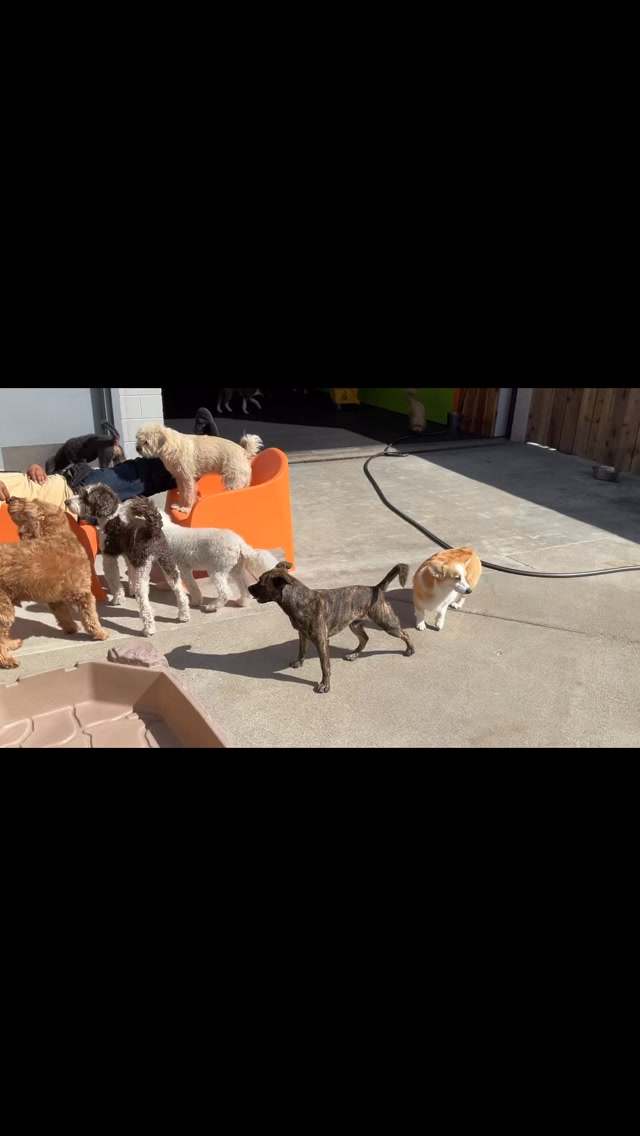 It’s that time of the year you can feel the approach of autumn and the sun shines and the wind blows warm yet cool. Enjoy this Tuesday with us.
#gooddogplaycare #doggiedaycare #sfdogwalker #sanfrancisco #dogsofinstagram @thepeanutbutterconspiracy
