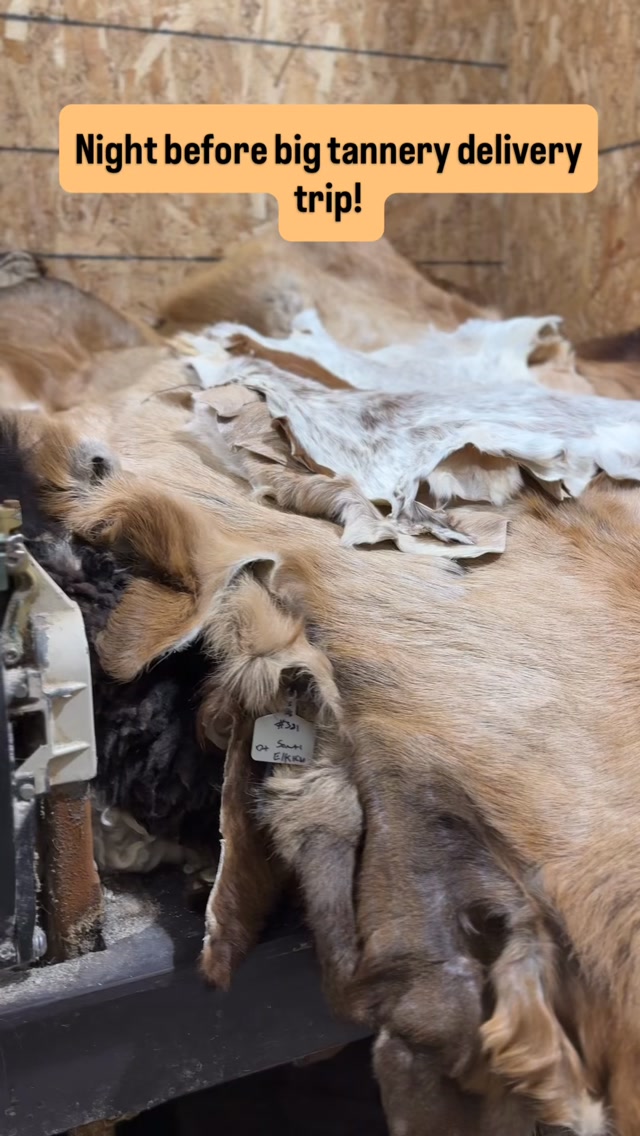 Always a busy night before the bimonthly tannery delivery trip! Big thank you to all our customers for trusting us with these beautiful hides. Lots of awesome elk hides and deer hides going home on this trip.
#hidetanning #cowhiderug #sheepskinrug #oregonhides #craftspeople