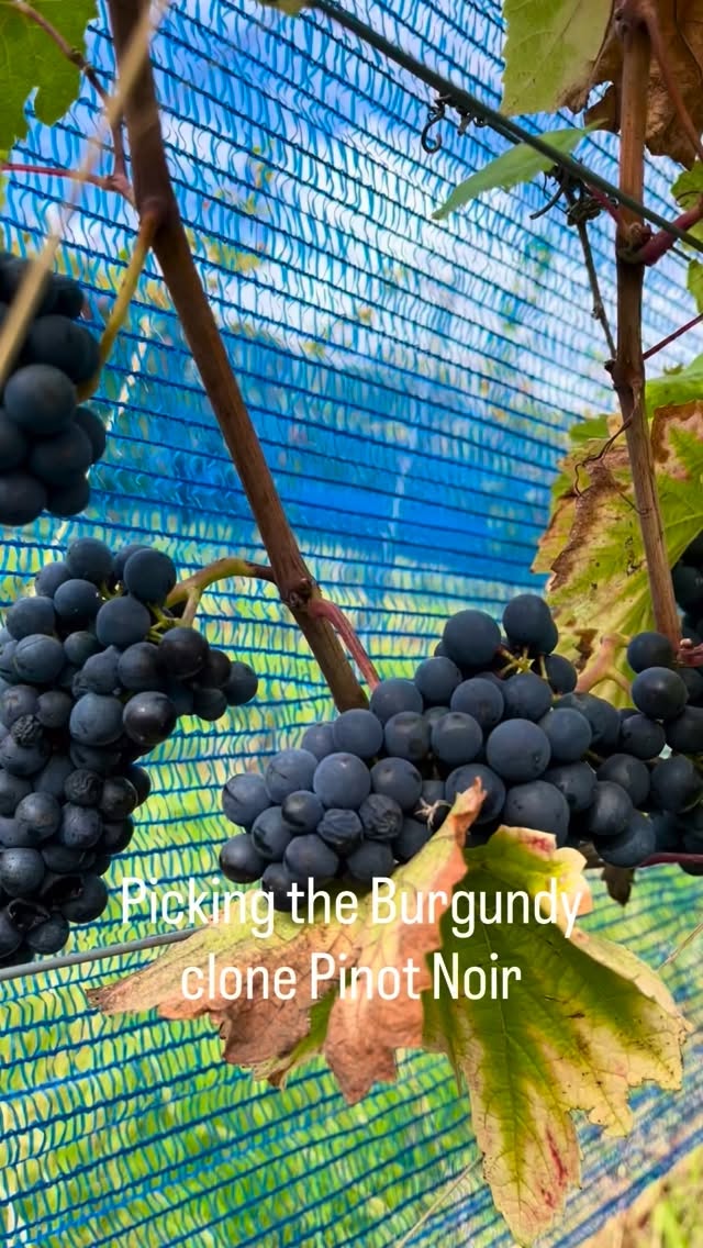 🍇 And that’s a wrap on our black grapes! 🍷
Yesterday, Ned, Paula, Beth and I brought in the tiny harvest from our top block of Pinot Noir, destined for another of Ned’s red wine experiments in the Oatley micro-winery.
That’s the last of our black grapes safely in, ready for a little winemaking magic as we explore reds and rosés after an exceptionally hot, dry summer. ☀️
Now comes the exciting part… watching the wines develop and waiting to see what this vintage has in store. We can’t wait to taste the results! 🍷❤️
#OatleyVineyard #EnglishWine #PinotNoir #FamilyVineyard #MicroWinery SomersetWine WineExperimentation