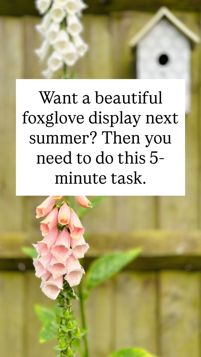 It’s official: time to go on a rescue mission for your foxglove self-seeders. Dig up those little hitchhikers popping up where you don’t want them, and relocate them to where you actually want them to shine.
Moving them right now gives their root systems plenty of time to settle in and build strength over the cold winter months. Do the quick ground work today, sit back through the frost, and enjoy a beautiful show of spikes next spring. Your future self (and your wallet) will thank you.
#Foxgloves #GardenTips #FreePlants #Propagation #GardeningLife