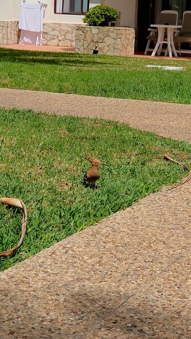 My pal at the hotel!
Each morning here, the sprinklers come on and a gang of Spanish Sparrows flock down to find any morsels of food they can. This Hoopoe joins them, taking advantage of the softened ground to probe for insects larvae hidden beneath.
Just in the small patch outside my room I have had some brilliant birds too!
Pied and Spotted Flycatchers
Kestrel
Plain Swift
Berthelots Pipit
African and Eurasian Collared Dove
Hoopoe
Spanish Sparrow
All with a coffee in my hand as I wake up!
#bekindwatchbirds #noticenature #birdingEU
#natureinspires #fuerteventura