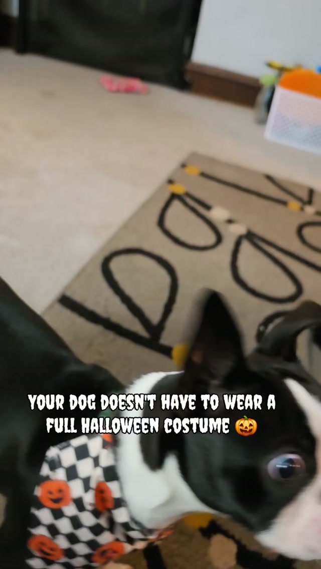 Not every dog wants to be dressed up for Halloween and that's okay! 🎃
If your dog thinks a costume is basically a personal attack, there are plenty of ways to get them in the spooky spirit without making them uncomfortable.
Try a festive bandana, themed treats, a Halloween collar, or a fun leash!
Halloween should be fun for your dog too. They don't need to wear the whole costume to join the party. 🧡