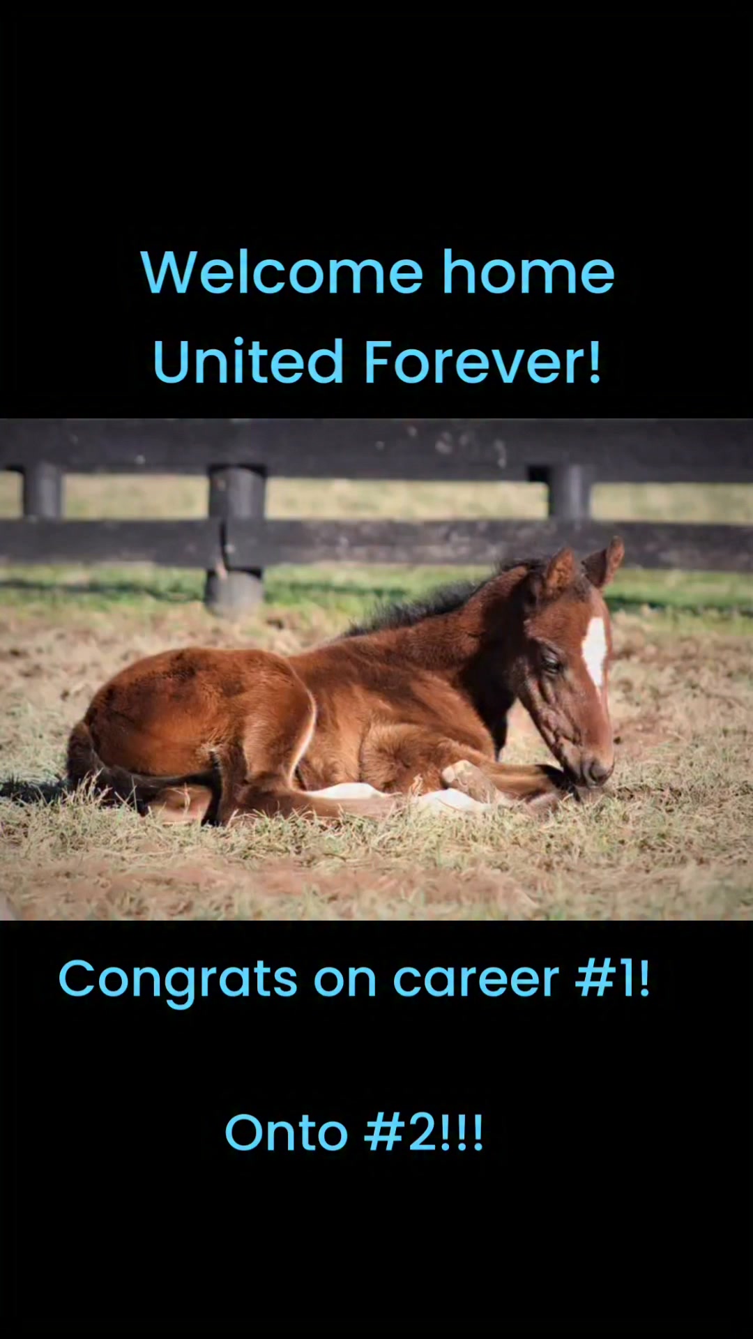 Welcome home United Forever!
Sold at Keeneland September in 2023, we followed her career from afar. She landed in the barn of Stacey Viands at Charles Town, who always kept us updated (and even texted me when she won literally as soon as she crossed the wire, before they even took the pic!), then sent her back to us when he felt she was ready for a new job.
Thankful for him, for the ability to take our homebreds back and help them find new jobs, and for horses like "Uff" who make our lives whole. ❤️