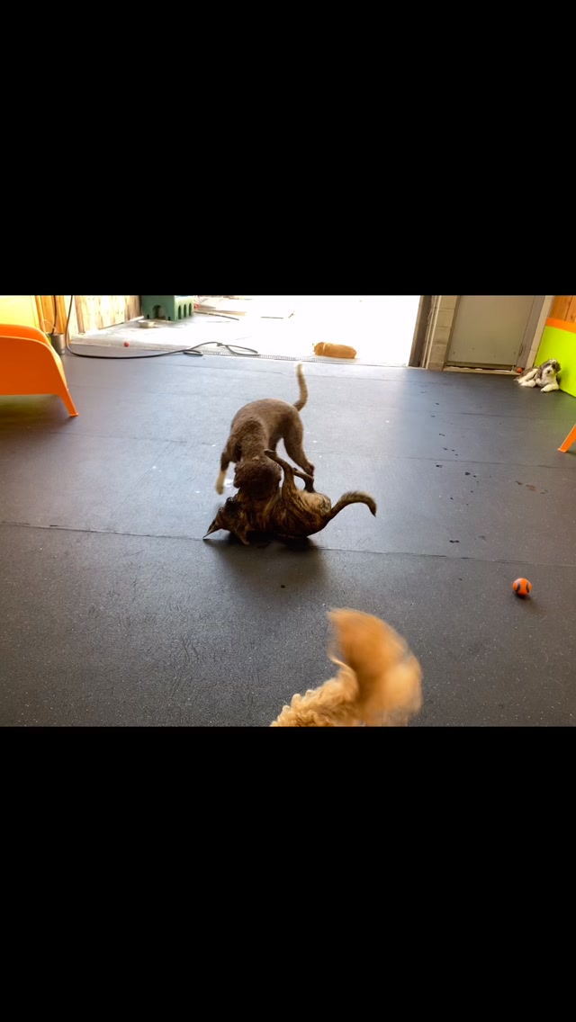 Padmé is enticed by Benji and Teddy!
#lagottolovers #gooddogplaycare #doggiedaycare #sfdogwalkers #sanfrancisco @typical._teddy @padmebananakin