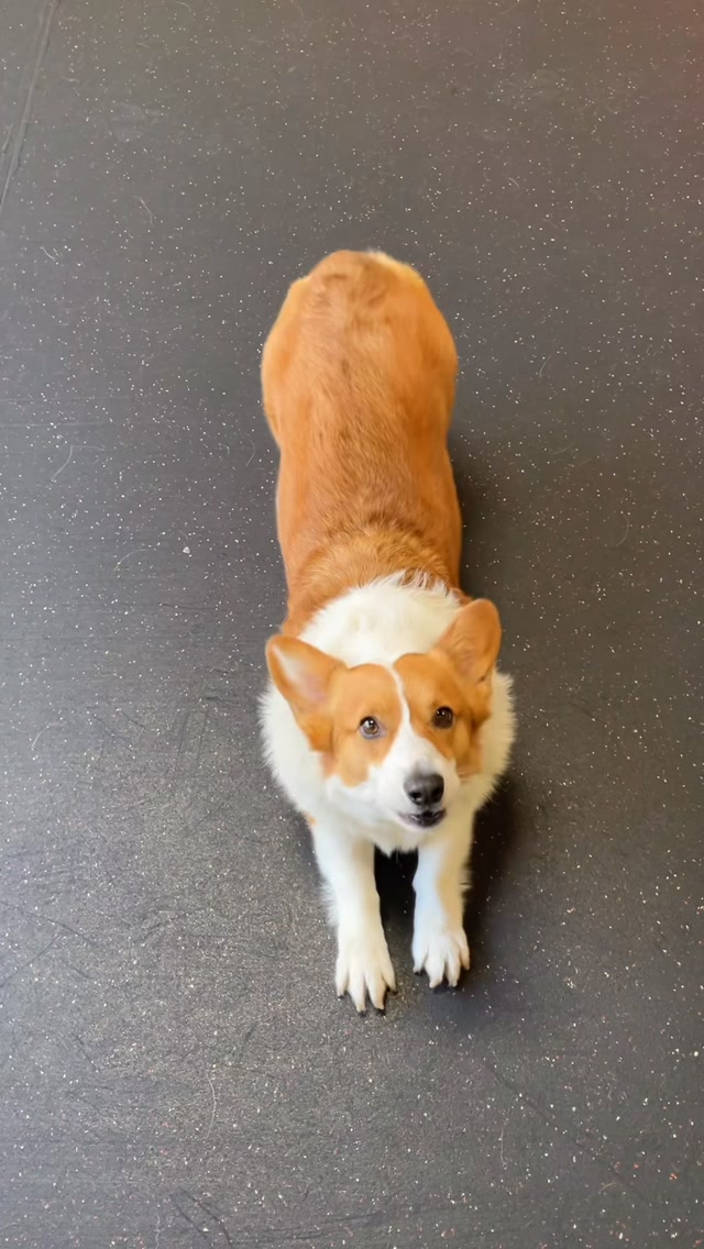 It’s a beautiful day today…
#gooddogplaycare #doggiedaycare #sfdogwalker #sanfrancisco #mobygrape