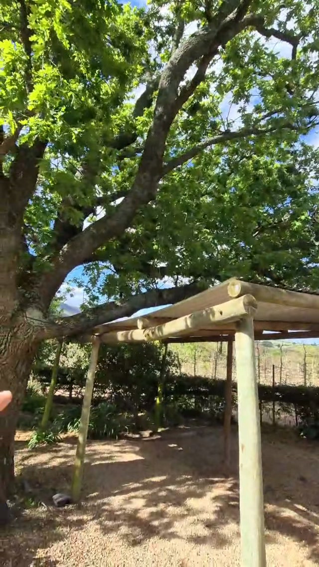 This is exactly why we don’t just leave trees to do their own thing forever. 🌳
This big guy had started pushing onto the roof, but that wasn’t the only issue. It was also growing into the neighbouring tree, putting pressure on it and influencing the way that tree was able to grow.
A good trim isn’t about hacking branches off. It’s about looking at the whole picture. The tree, the structures around it, the other trees and where that growth is heading.
A bit of thoughtful pruning now can prevent much bigger problems later.
That’s proper tree care.