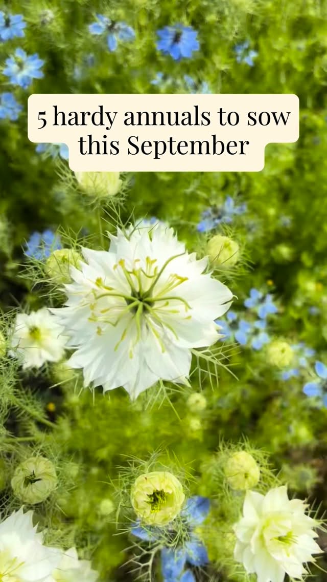 👩🏽🌾 5 hardy annuals to sow this September 🌱
If you’re already thinking about next year’s garden, now is a great time to get some hardy annuals started.
Here are some of my favorites:
🌱 Nigella
🌱 Larkspur
🌱 Cornflower
🌱 Briza maxima
🌱 Calendula
Autumn sowing can give you strong plants next spring, bringing flowers to the garden sooner next year.
What are you sowing this month?
#thegranarygarden #seedsowing #autumnsowing #cottagegarden #cutflowergarden