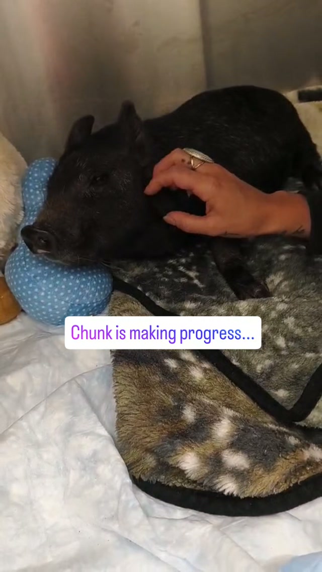 Chunk had a good day yesterday. He is making progress, but still is very sick. Meningitis is such a scary disease. The vet team are happy for these small wins and he will stay at Ohio State for the rest of week. Get well soon, Chunk š„ŗ
#piglet #emergency #animalrescue #pigsofinstagram #getwell