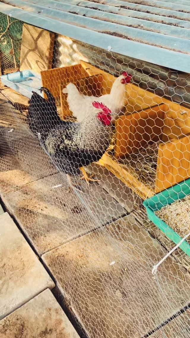 There is nothing more exciting for our children than stepping into the chicken coop to see what surprises are waiting for them! ๐๐ฅ๐ฟ
Checking the nesting boxes, discovering freshly laid eggs and caring for our chickens gives our children a wonderful hands-on connection with nature and the world around them.
These little everyday moments are where real learning happens, curiosity, responsibility, observation and a whole lot of excitement! ๐
#FieldAndStudyMontessori #MontessoriInNature #NatureBasedLearning #LearningThroughNature #MontessoriPreschool