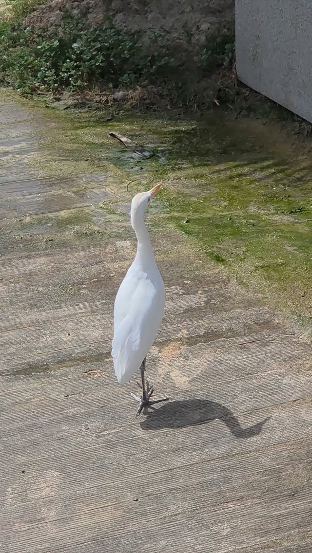 Its not every day you get a Cattle Egret joining you to wash sand off your feet at the beach!
#noticenature #bekindwatchbirds #natureinspires #fuerteventura #birdwatching