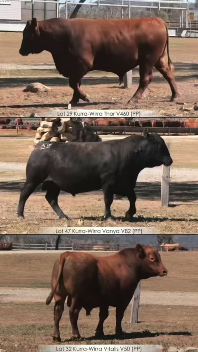 Bulls are branded and ready for tomorrow.
📍 Blackall Saleyards
🗓 Monday 28 September, 2pm
All details, including supp sheet can be found here: https://www.kurrawirra.com.au/event-details/kurra-wirra-annual-bull-sale-2026
@framerural_agencies
@angusaustralia
@australiantopstock
@redangusaustralia