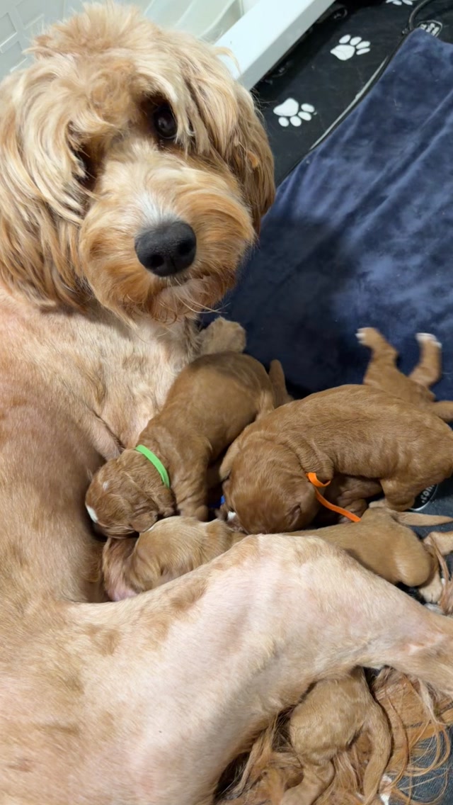 Cavapoo puppies! #cavapoo #puppies #puppypawscolorado #doodlepuppy #puppylove