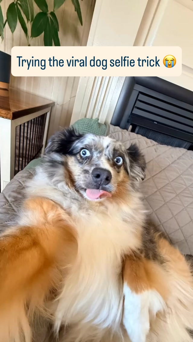 Best use of “paw” there is! Use 0.5x on your phone 📱 camera. 🐾😆😭
#miniaustralianshepherd #positivedogtraining #bestfamilydog #dogselfies