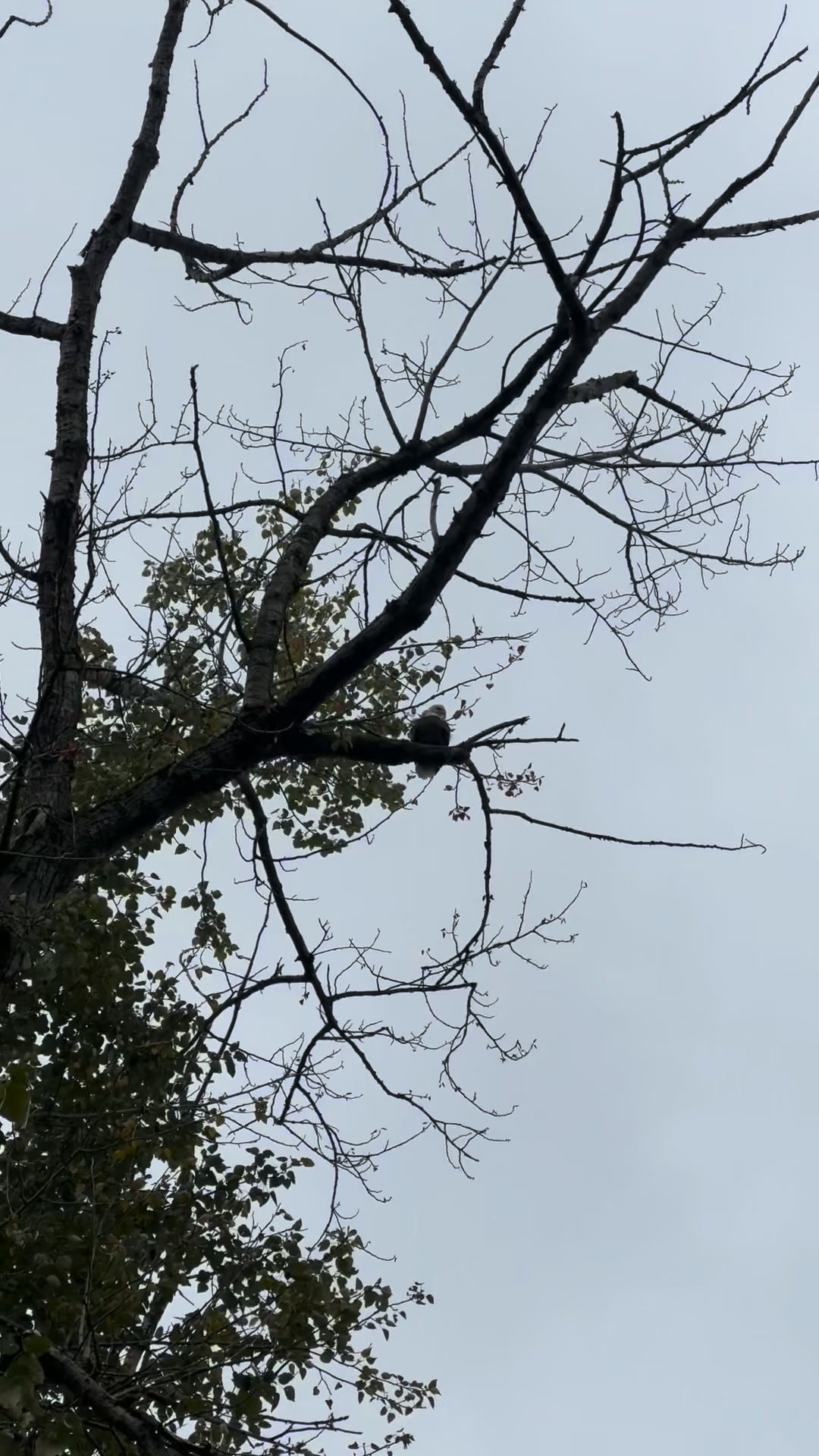 Things you can see on your movement breaks when your brain can’t take another minute of screens. He kept an eye on me but never moved. #BaldEagle #MovementBreaks