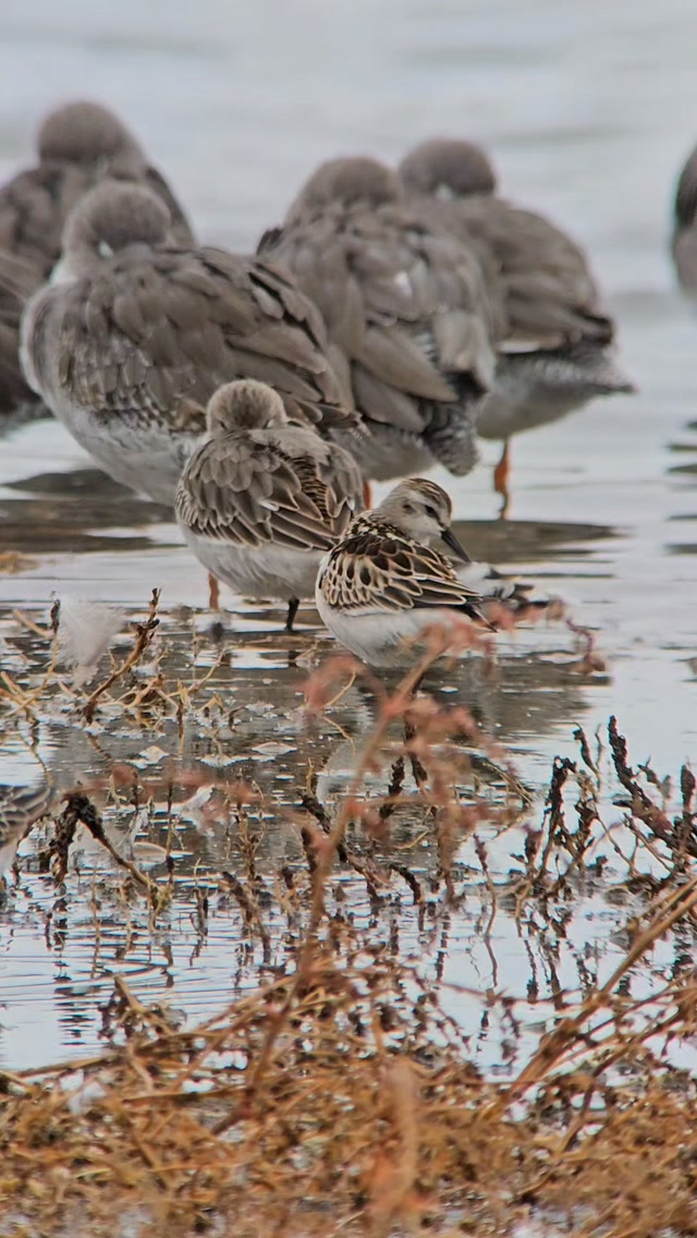 How many species can you find in this video??
The sounds of a saltmarsh in winter are one of my favourites. The chaos and industry of Dunlin, merrily stitch feeding in the shallow mud while Black Tailed Godwits snooze in the deeper pools. A urgent alarm from a Redshank or even the haunting bubbling of a Curlew from out on the estuary beyond.
But this isn't for our benefit, this congregation is an urgent hunt for calories while the tide holds. The constant pressure from Peregrines and other Raptors is ever present. One disturbance event could mean a bird doesn't take enough in to last the night. This is life on a knife edge!
This was shot at @rspbtitchwell_snettisham
#waderwednesday #naturegram #bekindwatchbirds #noticenature #natureinspires