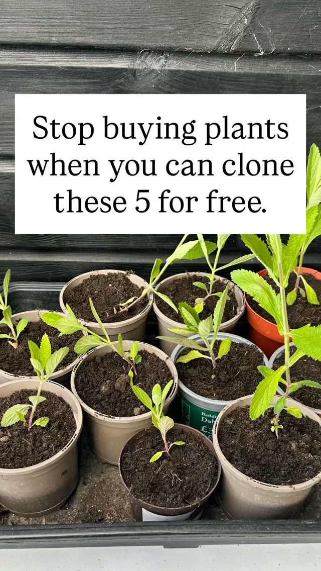 It’s that time of year, late summer into autumn is the ultimate window to make yourself some completely free plants! Taking semi-ripe cuttings right now is the quickest way to multiply your garden without spending a single penny.
If you’re new to propagation or just want quick wins, these 5 are almost foolproof to root:
1. Salvia
2. Penstemon
3. Verbena
4. Nepeta (Catmint)
5. Hydrangea
* Snip a non-flowering shoot just below a leaf joint.
* Strip the lower leaves.
* Pop it into a free-draining compost blend, and keep it sheltered over winter.
By spring, you’ll have strong, rooted plants ready to drop straight into your borders.
Which one are you taking cuttings from this week? Let me know in the comments! 👇
#PlantPropagation #FreePlants #GardeningTips #GardenHacks #PlantHardy