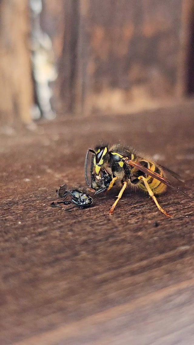 Whats the point in Wasps?
Many of us look without actually seeing and miss the small things in life that make the world go round. Slowing down and taking these in can be an incredible experience.
When I'm leading walks, I'm often asked the same question, what's the point in wasps?? Well here is a prime example of what Wasps do, they are amazing predators and keep potential disease carrying insect numbers down (like this former fly) they are also carrion feeders, cleaning up after larger predators and once again stopping the spread of disease.
This is a social wasp, or as the Americans would colloquially call them 'Yellowjackets'. These are the archetypal wasp in many people's mind, but they make up.just 9 out of the approximately 9000 species of wasp in the UK. Many are miniscule and possess no stinger.
Such amazing creatures!
#NatureForAll
#natureinspires #lessonsfromnature #bekindwatchbirds #noticenature