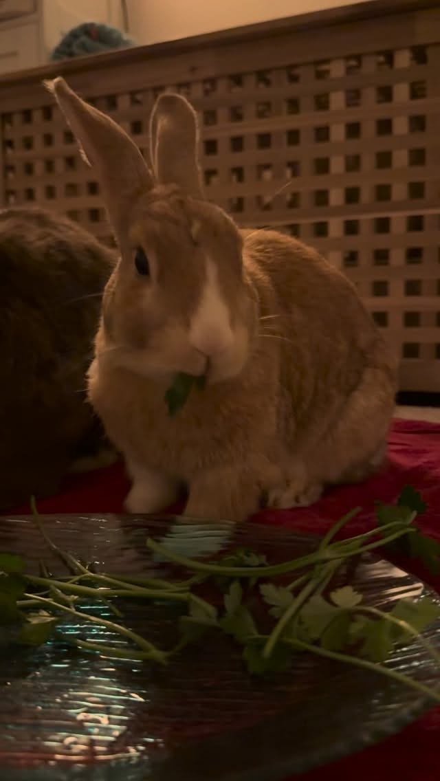 The best munching sound in the world ♥️
#rabbitsofig #bunnylife #petsofinstagram #animallovers #munchies