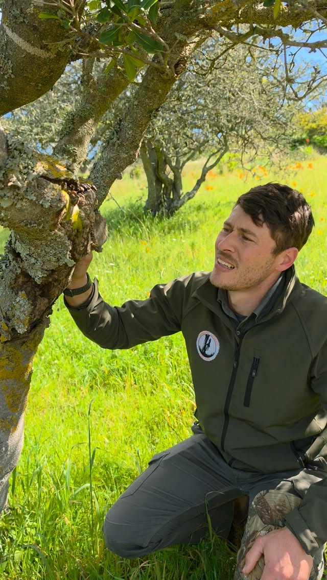 Here’s a good example of what happens when a pruning cut isn’t done properly. 🌳
You can see the cut wasn’t clean, the bark has torn, and we’ve now got deadwood forming around the area.
It might seem like a small thing when you’re cutting the branch, but these details matter. A poor cut can cause unnecessary damage and affect how the tree recovers.
That’s why it’s important to get someone who knows where to make the cut and how to make it properly.
Pruning isn’t just about removing a branch. It’s about looking after the tree for the years to come.
#OverbergArborists #TreeCare #TreePruning #Arborist