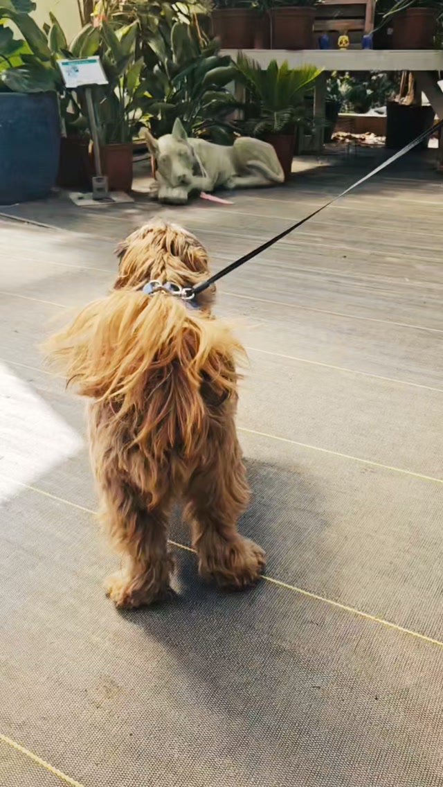 🐾That little tail wag, though!😍🐾