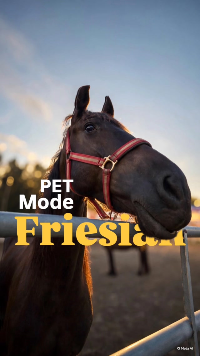 Some people wanted puppies… I wanted a Friesian.
Pet Mode Friesian: activated. 🖤
#ranchoreposo #friesianhorse #thingstodoinocala #horselover #equine