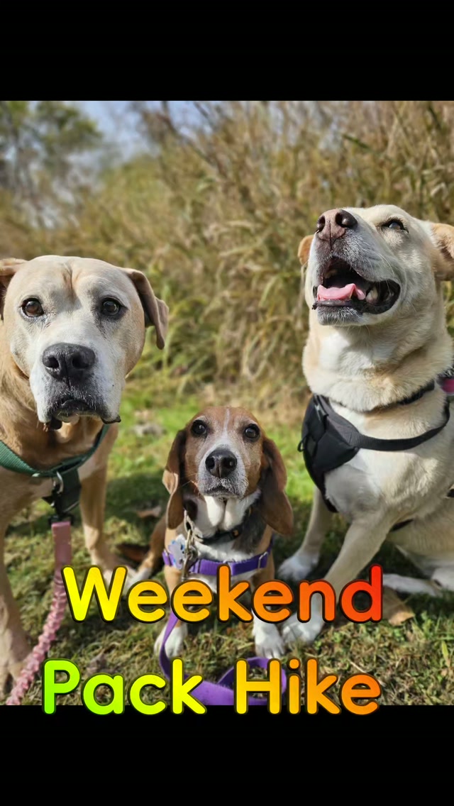 This weekends hike turned into a full blown Sniffari! No music so you can enjoy all the sounds nature & the pups have to offer πππ
#happypup #happypupdogwalking #happypupdogboarding #weekendpackhike #longdockpark