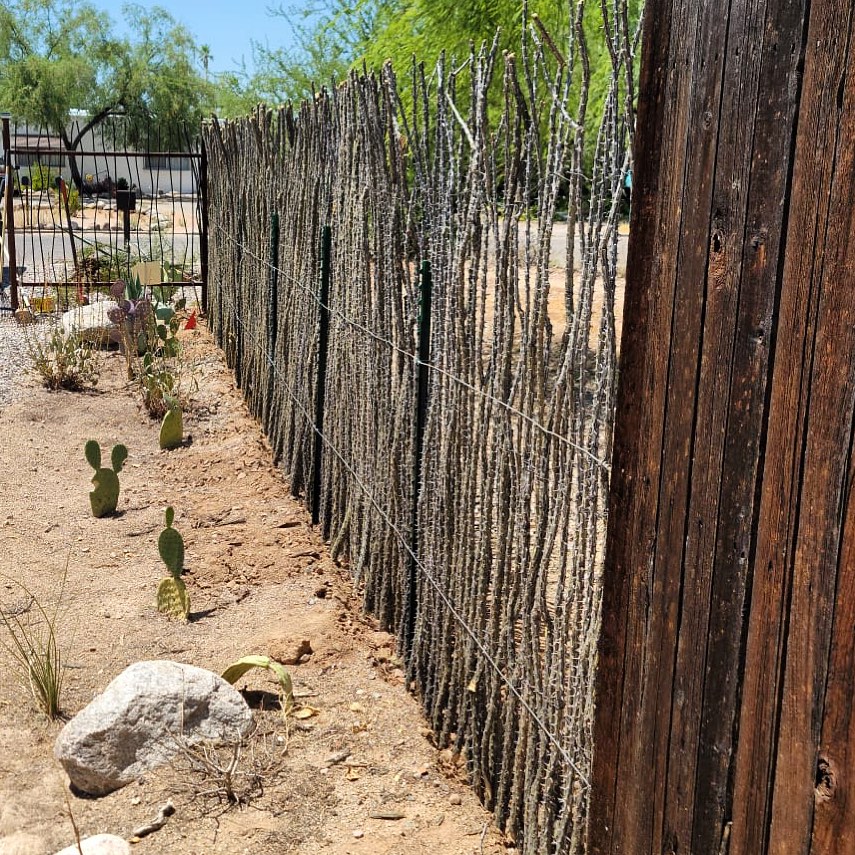 An excellent way to divide your property and gain privacy, all while harmoniously blending with the desert landscape, is through the use of an ocotillo fence🌵🌾🌸
#sonoranocotillo #joshuatree #ocotillofence #livingfence #joshuatreecalifornia #sonorandesert #tucsonaz #phoenixaz #southerncalifornia #desert #desertvibes #ocotilloplant #desertdwellers #desertlife #scottsdale #plantnursery #desertscape #desertliving #desertstyle #fencedesign #desertlandscape #homeandgarden #calilandscape #desertarchitecture #stickfence #ocotillo #fenceideas #desertoasis #deserthouse #desertbloom