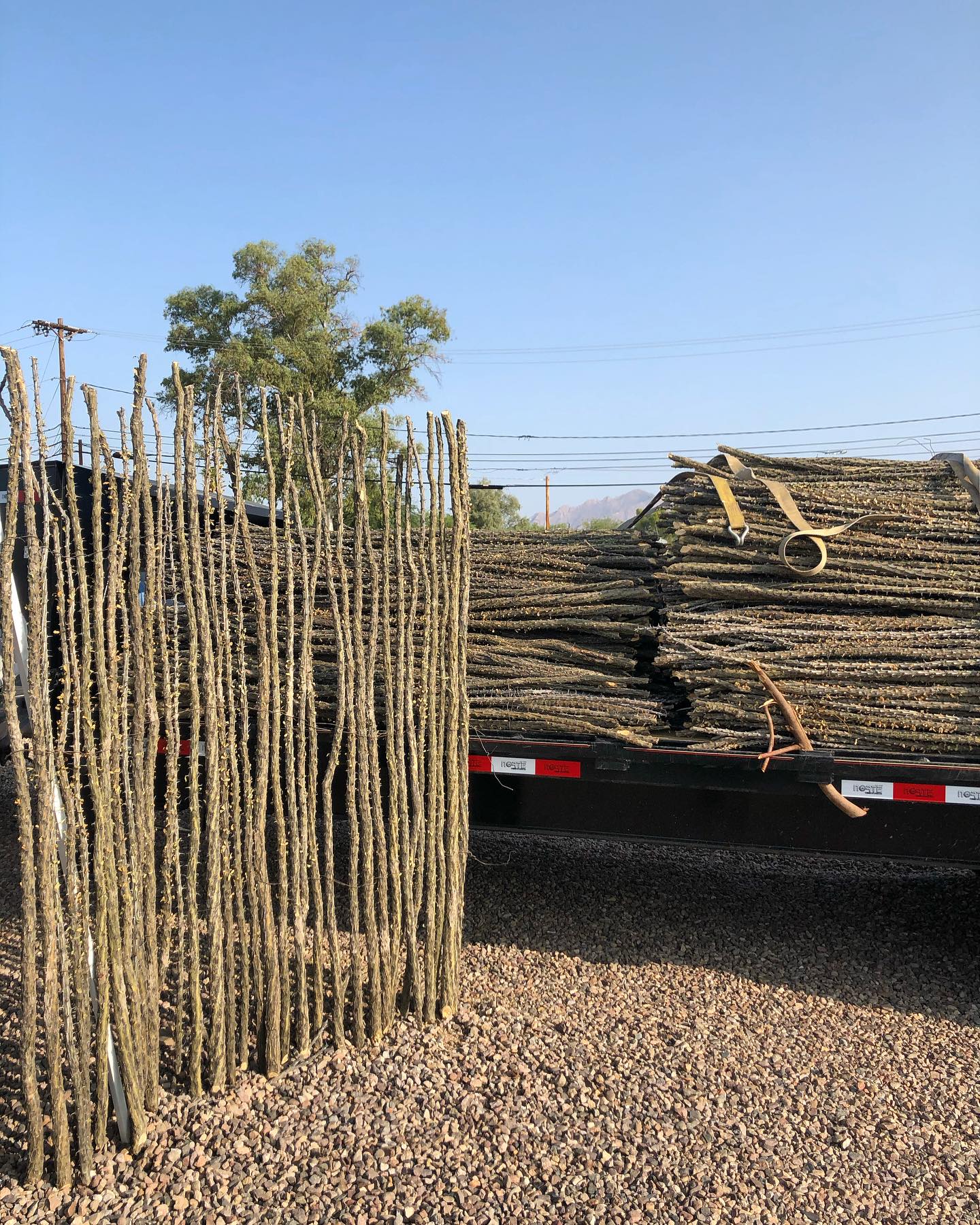 5’ wide x 6’ tall ocotillo panels for fencing, shading, gates, and more!
What would you do with these ocotillo panels?
#sonoranocotillo #ocotillofence #livingfence #sonorandesert #tucsonaz #phoenixaz #southerncalifornia #desert #desertvibes #ocotilloplant #desertdwellers #desertlife #scottsdale #plantnursery #desertscape #desertliving #desertstyle #fencedesign #desertlandscape #homeandgarden #calilandscape #desertarchitecture #stickfence #ocotillo #fenceideas #desertoasis #deserthouse #desertbloom #desertgarden #deserthouse #deserthome