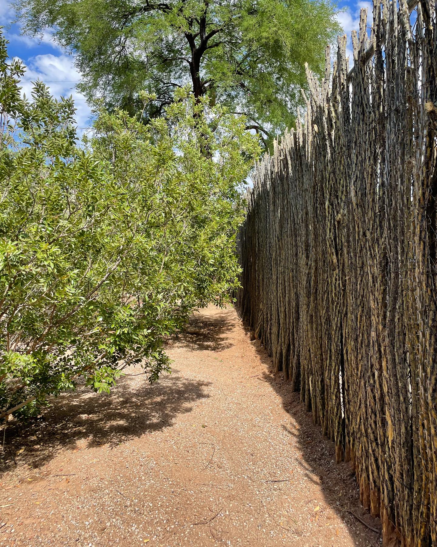 Benefits of having an ocotillo fence:
✔️Natural and aesthetically pleasing
✔️Privacy and security
✔️Windbreak and sound barrier
✔️Low maintenance
✔️Wildlife habitat
✔️Erosion control
✔️Durable and long lasting
#sonoranocotillo #joshuatree #ocotillofence #livingfence #joshuatreecalifornia #sonorandesert #tucsonaz #phoenixaz #southerncalifornia #desert #desertvibes #ocotilloplant #desertdwellers #desertlife #scottsdale #plantnursery #desertscape #desertliving #desertstyle #fencedesign #desertlandscape #homeandgarden #calilandscape #desertarchitecture #stickfence #ocotillo #fenceideas #desertoasis #deserthouse #desertbloom