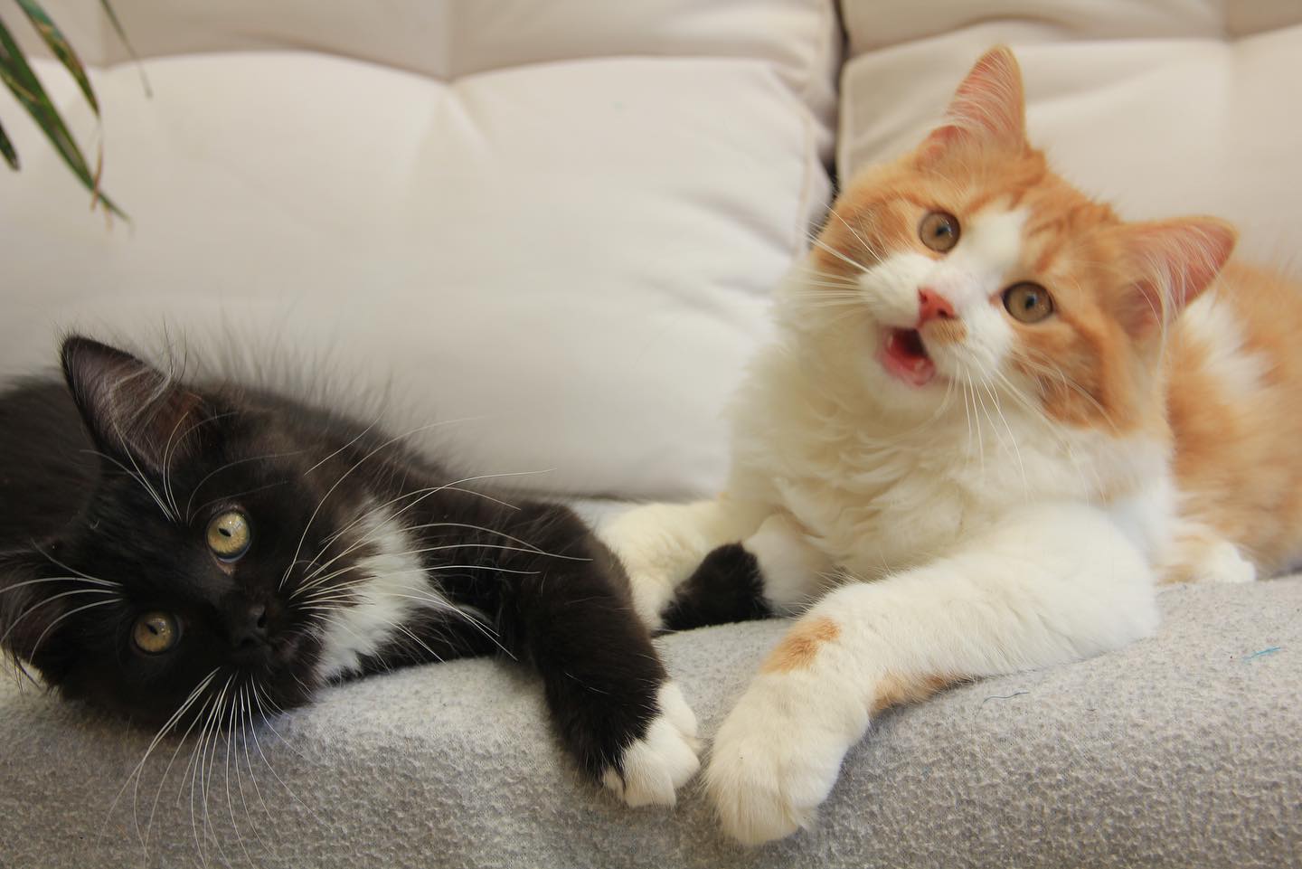 Anybody need a crazy black tuxedo and a lazy pumpkin? Lito and Astro are both available and would make a terrifying huh… I mean terrific pair 😂🤪😎🎃
Jokes aside they are amazing kitties, super sweet and funny!
#siberiankittens
#siberiancats
#siberianbreeder
#hypoallergeniccat
#tuxedocat
#tuxedo_cats_featured