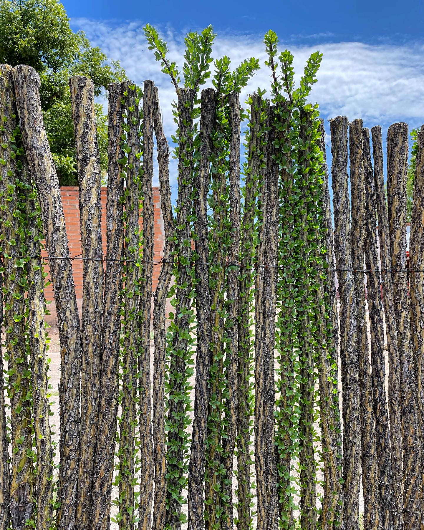 Vibrant green leaves on this living ocotillo fence🌿✨
#sonoranocotillo #joshuatree #ocotillofence #livingfence #joshuatreecalifornia #sonorandesert #tucsonaz #phoenixaz #southerncalifornia #desert #desertvibes #ocotilloplant #desertdwellers #desertlife #scottsdale #plantnursery #desertscape #desertliving #desertstyle #fencedesign #desertlandscape #homeandgarden #calilandscape #desertarchitecture #stickfence #ocotillo #fenceideas #desertoasis #deserthouse #desertbloom