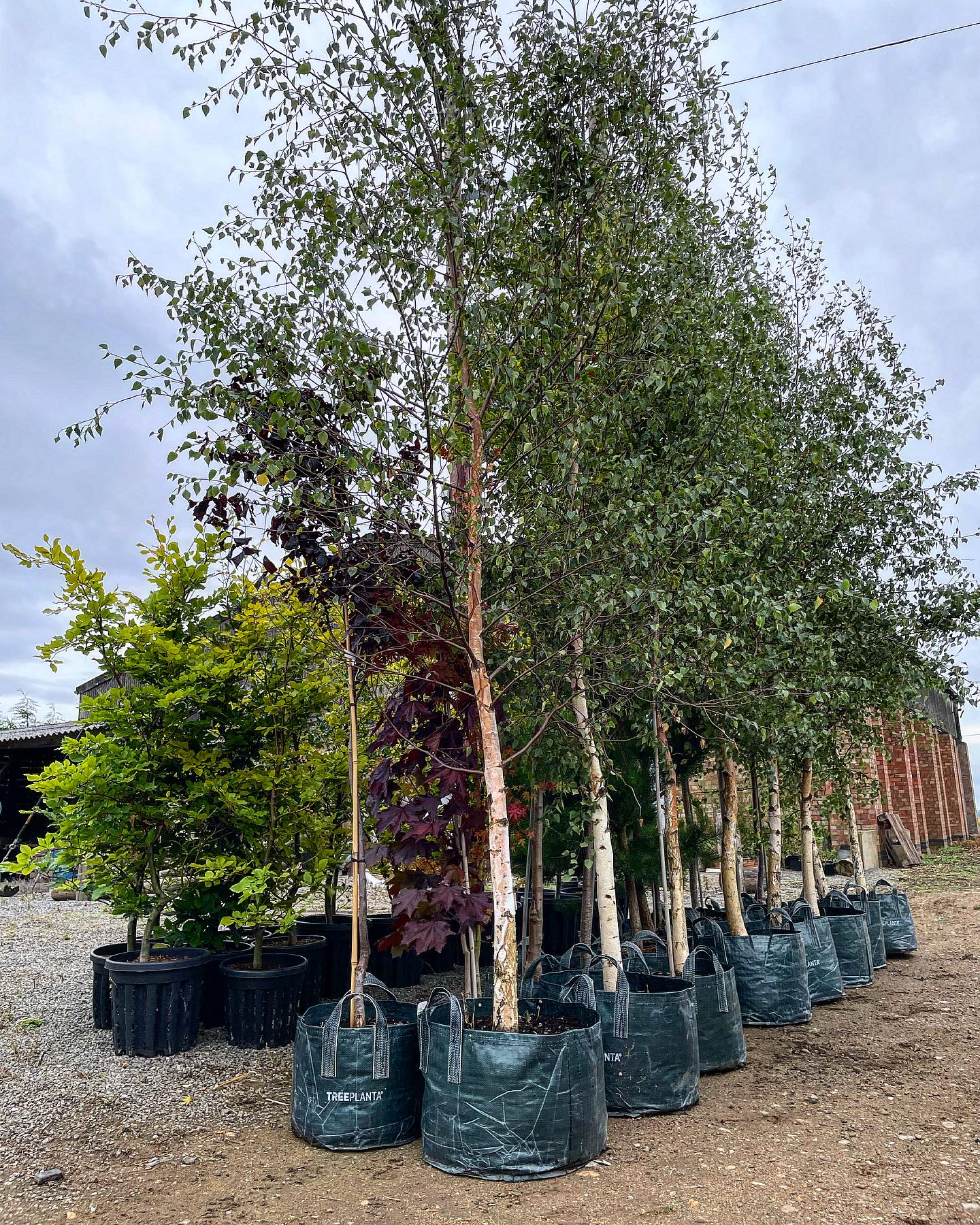 Trees out for delivery π These are heading to a prestige residential housing development project in Nottingham @wearetaynton #lanscaping #newhomes #treeplanting