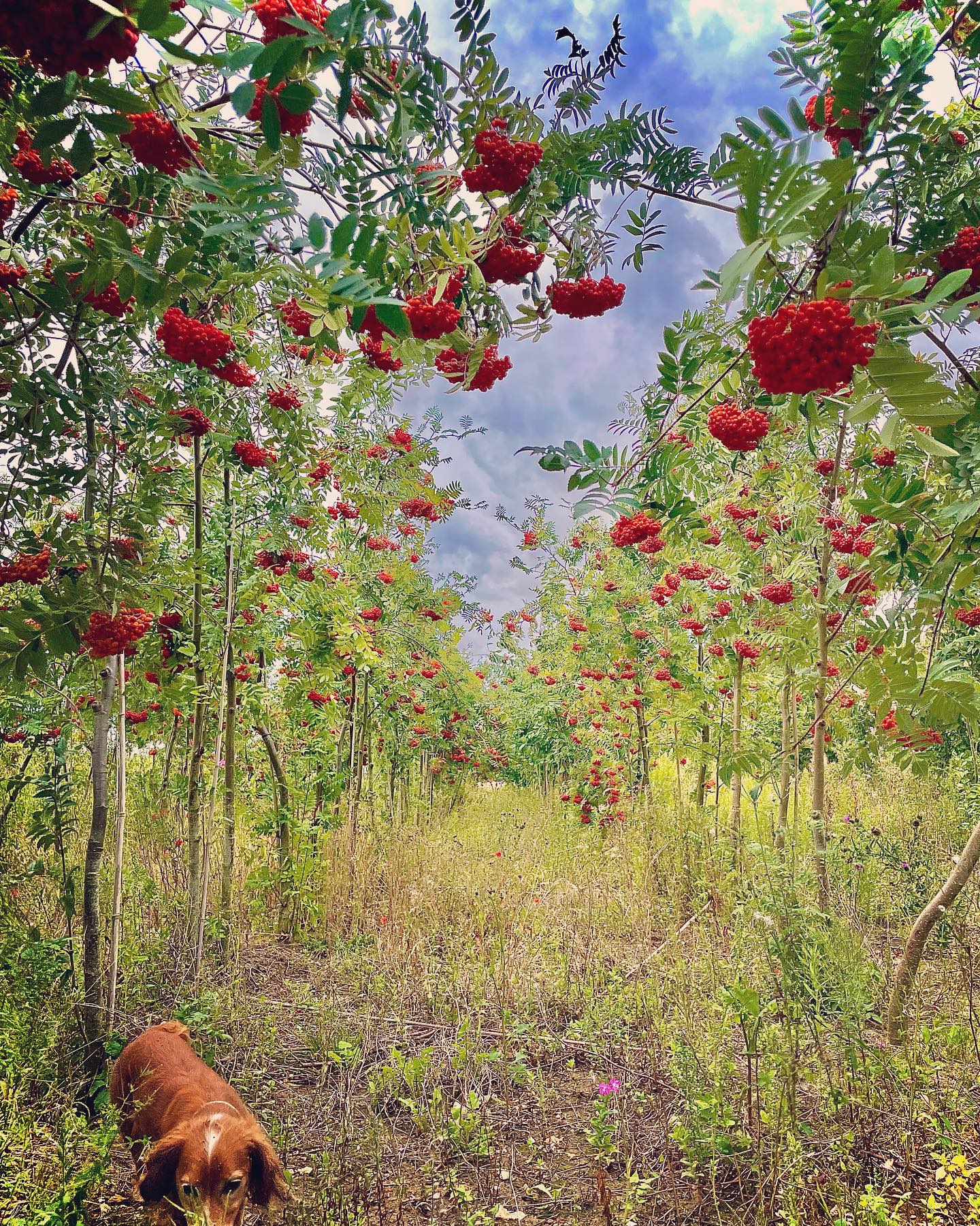 Rowan βMountain Ashβ trees growing in the field nursery. Being lifted this winter π π³
