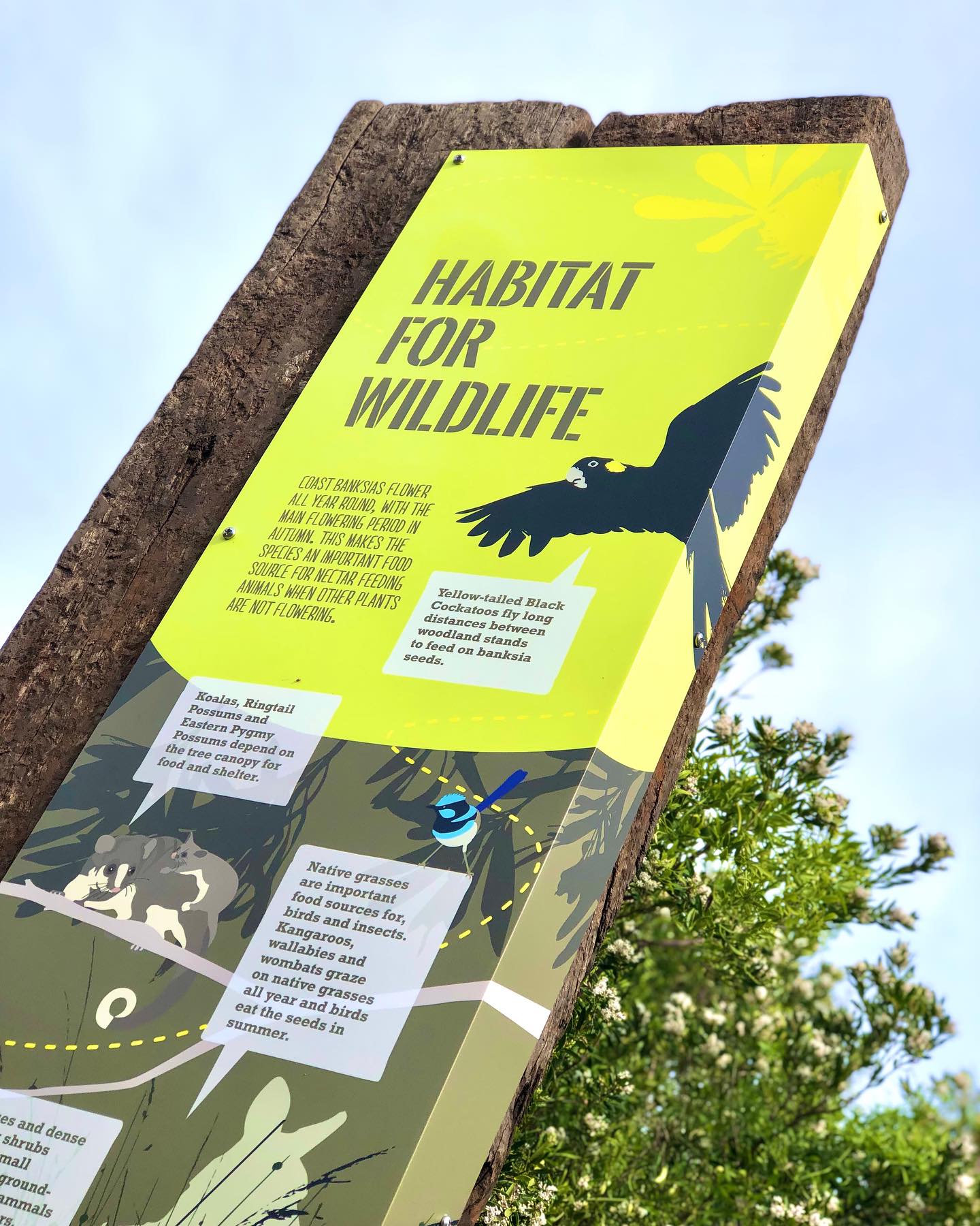 Venus Bay is one of the few places left on earth where people are fortunate enough to be able to live amongst healthy populations of an abundant array of native Australian wildlife.
This recent signage roll out consisted of 53 graphic panels mounted on recycled posts, strategically placed throughout 10 acres of woodland located in the center of Venus Bay’s 2nd estate.
The purpose of this project was to create a common understanding amongst community members and visitors to this growing region, about the significance of the Venus Bay peninsula’s Coast Banksia Woodland habitat. This CBW Ecological Vegetation Class is listed as vulnerable, with approximately 90% of this region’s forests cleared for agriculture since colonial settlement.
#redmulletcreative #environmentalgraphicdesign #environmenalsignage #habitatforwildlife #venusbay #venusbayvictoria #gippsland #southgippslandshirecouncil