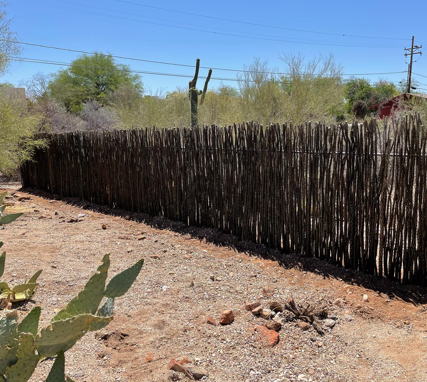 Upgrade your ocotillo panels by doubling them up to create a fence that offers dual the security with an added layer of thorns, double the privacy, and twice the thickness🦎🌵
#sonoranocotillo #ocotillofence #livingfence #sonorandesert #tucsonaz #phoenixaz #southerncalifornia #desert #desertvibes #ocotilloplant #desertdwellers #desertlife #scottsdale #plantnursery #desertscape #desertliving #desertstyle #fencedesign #desertlandscape #homeandgarden #calilandscape #desertarchitecture #stickfence #ocotillo #fenceideas #desertoasis #deserthouse #desertbloom #desertgarden #deserthouse #deserthome