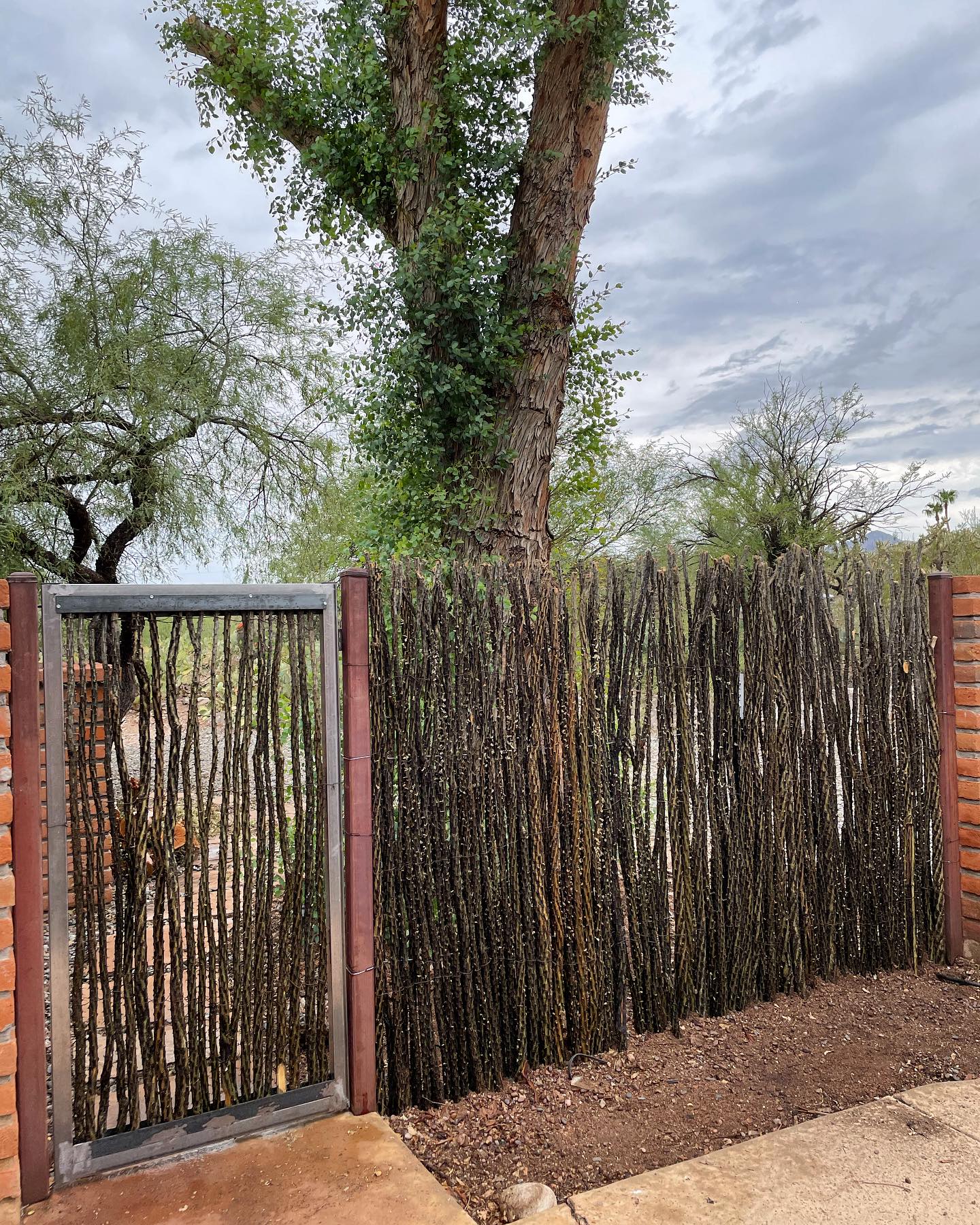 Double ocotillo fence + gate😍