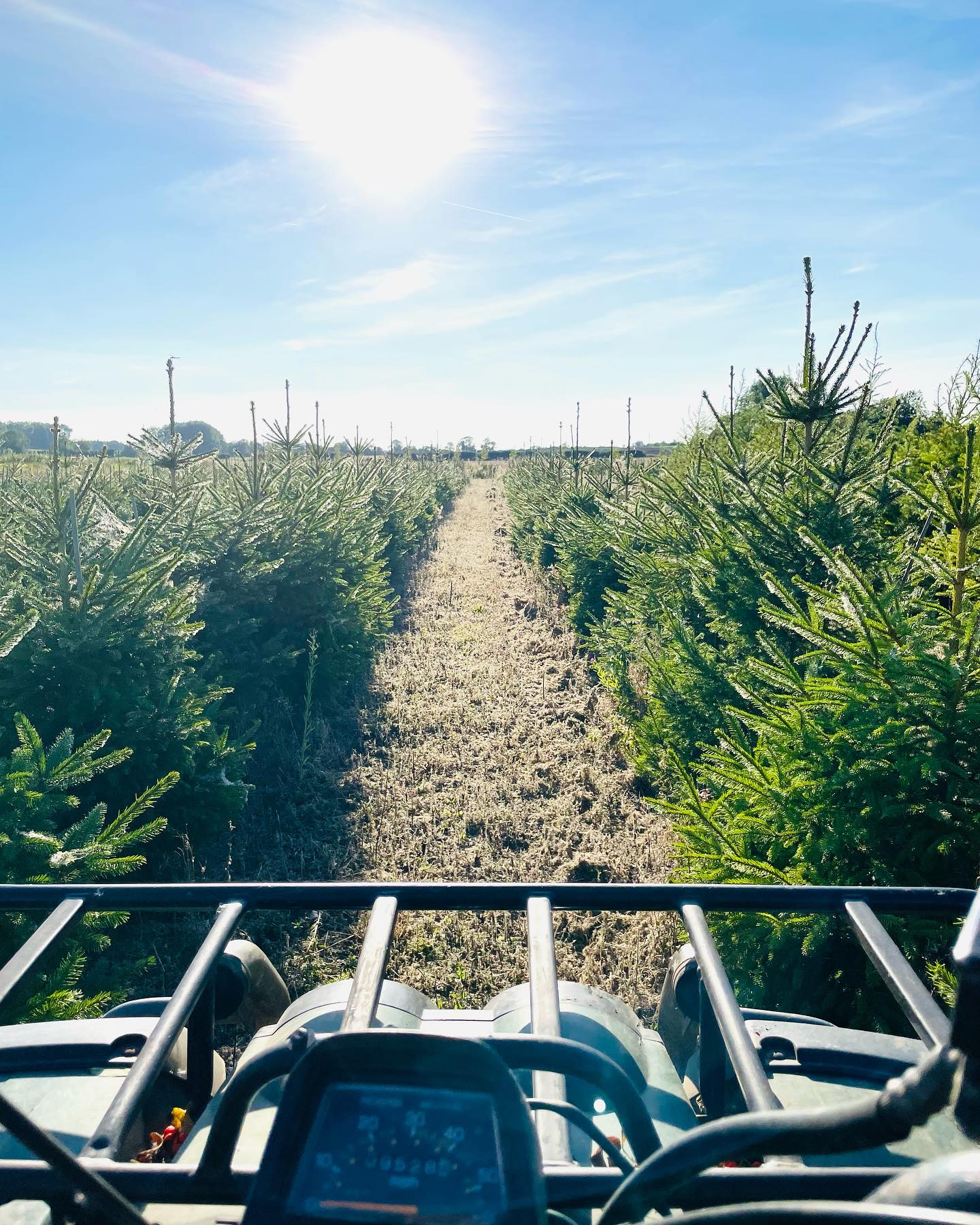 Christmas trees looking nice and bushy. Not long now π¬π