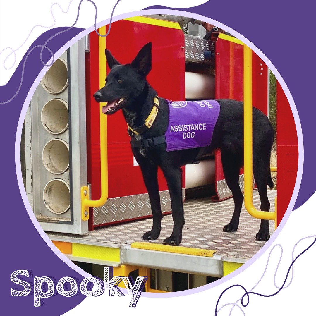 ✨Come get to know this years RAD calendar pups! ✨
🚒 Spooky is a Koolie, a unique breed traditionally bred as a hard working farm dog.
This inherent desire to work and please shines through in her dedication to her handler and her job. Spooky is a fully trained assistance dog, but also enjoys trick training and agility, even earning herself some impressive titles in the process! In her downtime she loves exploring the Victorian countryside and watching movies with her handler.
📣Calling all RAD members and followers! We want to see YOUR amazing assistance dogs featured in our upcoming calendar. 🌟 Show us the diversity and pawsome skills of your furry heroes!
🗓️ Mark your calendars - entries close November 3rd! Check your inboxes for all the deets. Let’s make this year’s calendar the RADdest one yet! 🐕💥
Have a question for the RAD team? Send us an email at
info@raddogsinc.com.au
Want to know more about RAD dogs and what we do? Visit our website
https://www.raddogsinc.com.au
#assistancedog #raddogs #pupsinpurple #dogs #melbournedogs #adit #sdit #servicedog #radassistancedogs #radinc
#spoiltpuppy #assistancedogvest #australianassistancedog