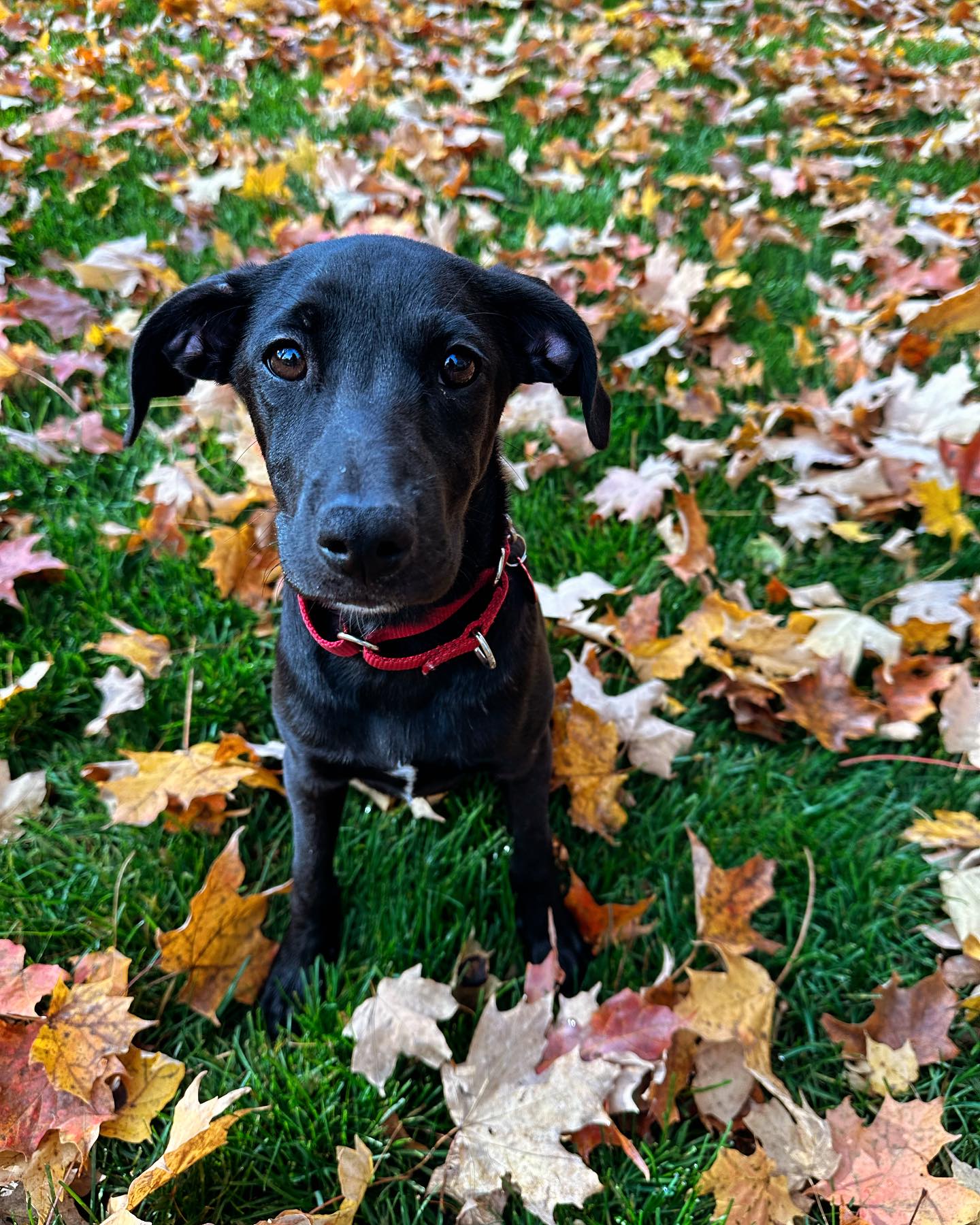 Life is better with a wagging tail by my side! 🍁🍂🍃