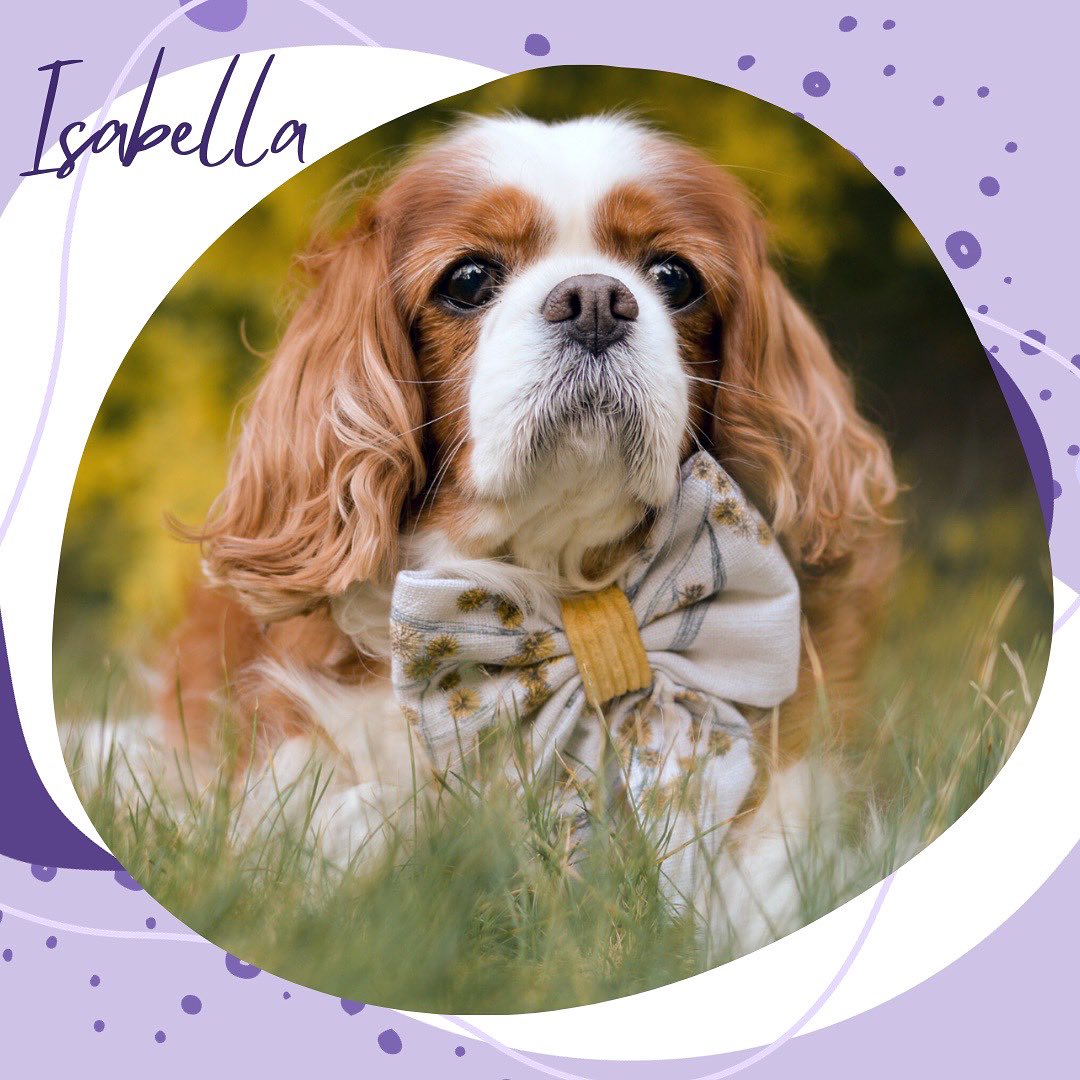 ✨Come get to know this years RAD calendar pups!✨
🐶 Don’t let looks deceive you - Isabella the Cavalier may seem small, sweet and unassuming but she is a driven, hardworking girl with a natural knack for alerting to oncoming seizures, acting as a vital support to her handler. This girl overflows with personality, intelligence and sass, though she is very willing to learn new things, provided a treat is involved! Isabella loves spending her downtime at the beach, exploring, swimming and chewing on a good stick.
📣 Calling all RAD members and followers! We want to see YOUR amazing assistance dogs featured in our upcoming calendar. 🌟 Show us the diversity and pawsome skills of your furry heroes!
🗓️ Mark your calendars - entries close November 3rd! Check your inboxes for all the deets. Let’s make this year’s calendar the RADdest one yet! 🐕💥
Have a question for the RAD team? Send us an email at
info@raddogsinc.com.au
Want to know more about RAD dogs and what we do? Visit our website
https://www.raddogsinc.com.au
#assistancedog #raddogs #pupsinpurple #dogs #melbournedogs #adit #sdit #servicedog #radassistancedogs #radinc
#spoiltpuppy #assistancedogvest #australianassistancedog