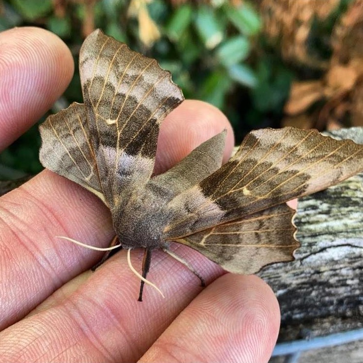 As a caterpillar, the Poplar Hawk Moth (Laothoe populi) feeds on Poplar - which is where it gets its name - as well as a number of other tree species but as an adult, they're unable to eat at all as they don't have a functioning proboscis.
These moths can be found throughout the palaeartic region which covers Europe, Asia, and parts of northern Africa.
This species also commonly produces gynandromorphs which possess both male and female characteristics. It is typically caused by mitosis during early development when a dividing cell doesn't split its sex chromosomes as it should, causing some cells in the body to be male and some female!
#poplarhawkmoth #hawkmoth #hawkmoths #laothoepopuli #moths #butterflies #butterfly #caterpillar #nature #naturephotography #naturelover #animals #palaeartic #palaearticregion #europe #asia #africa #gynandromorph #gynandromorphs #gynandromorphy #gynandromorphism #invertebrates #invertebratesofinstagram #bugs #bugsofinstagram #naturalhistory #naturalhistorycollection