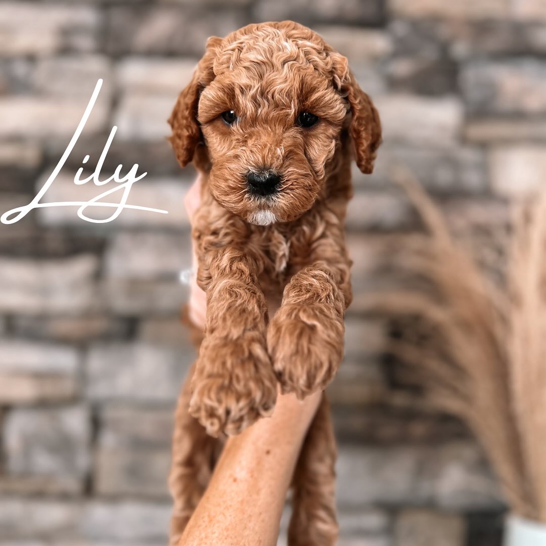 Our Harry Potter litter turned 5 weeks old 🐾
I can’t believe we only have 3 more weeks with the precious babies.
This week we have continued with our daily handling exercises, introduction to the blow dryer, and began new curriculum activities outside.
We have 1 puppy available from this litter. If interested in adding one of these sweet babies to your family send me a DM and I will message you our application.
.
.
.
.
.
.
.
.
#goldendoodle #minigoldendoodle #5weeksold #goldendoodlebreeder