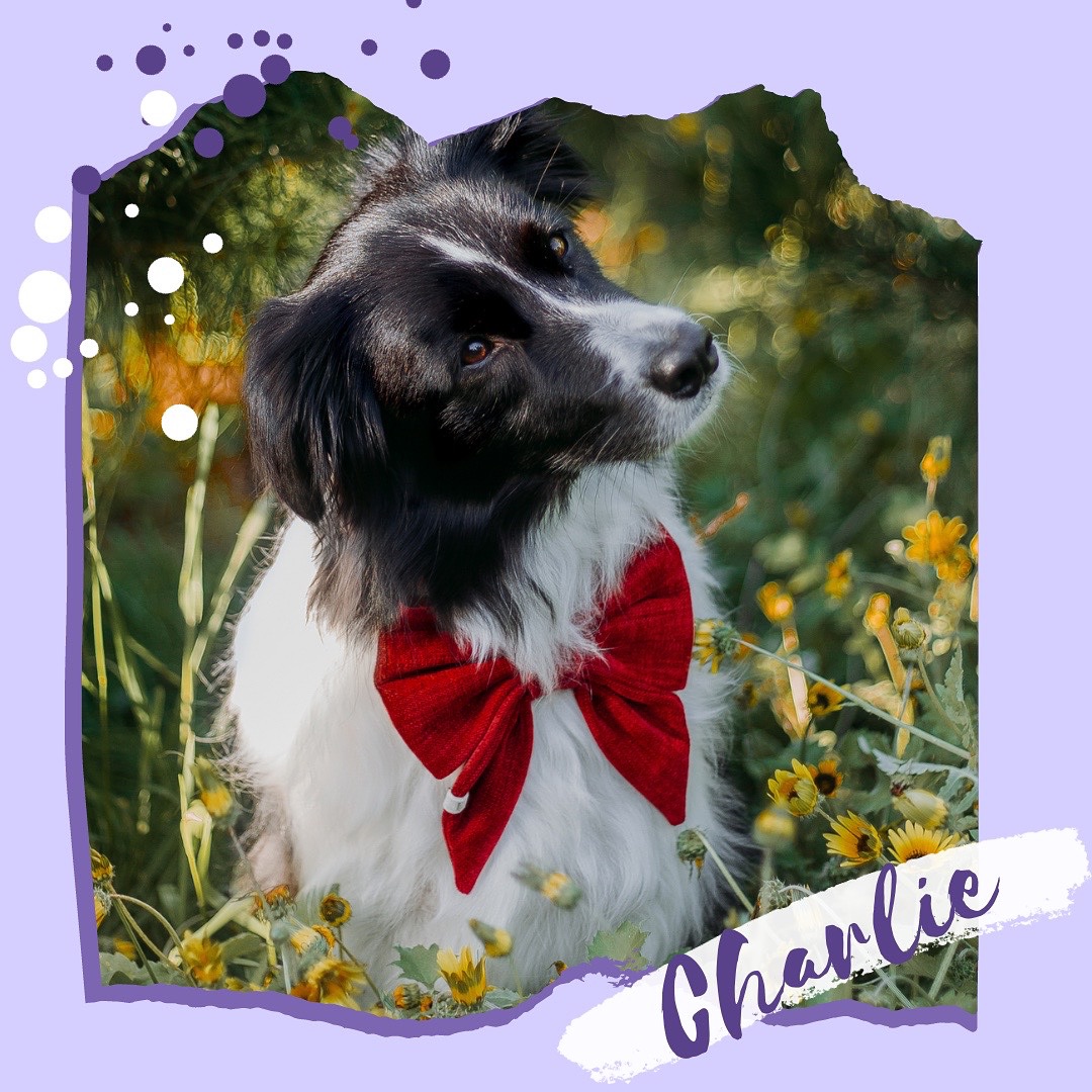 ✨Come get to know this years RAD calendar pups!✨
🌼 Charlie the Border Collie is a fully trained assistance dog who takes pride in helping her handler through a variety of situations, one of her more recent adventures saw her accompanying her handler on an interstate trip, travelling in the aircraft cabin and ready to lend a paw whenever need be! When Charlie isn’t working, she loves to let her cheeky side show, chasing her ball and going for a swim. True to her hardworking nature, Charlie and her handler are keen to pursue new avenues such as DockDogs, agility and lure coursing.
Have a question for the RAD team? Send us an email at
info@raddogsinc.com.au
Want to know more about RAD dogs and what we do? Visit our website
https://www.raddogsinc.com.au
#assistancedog #raddogs #pupsinpurple #dogs #melbournedogs #adit #sdit #servicedog #radassistancedogs #radinc
#spoiltpuppy #assistancedogvest #australianassistancedog