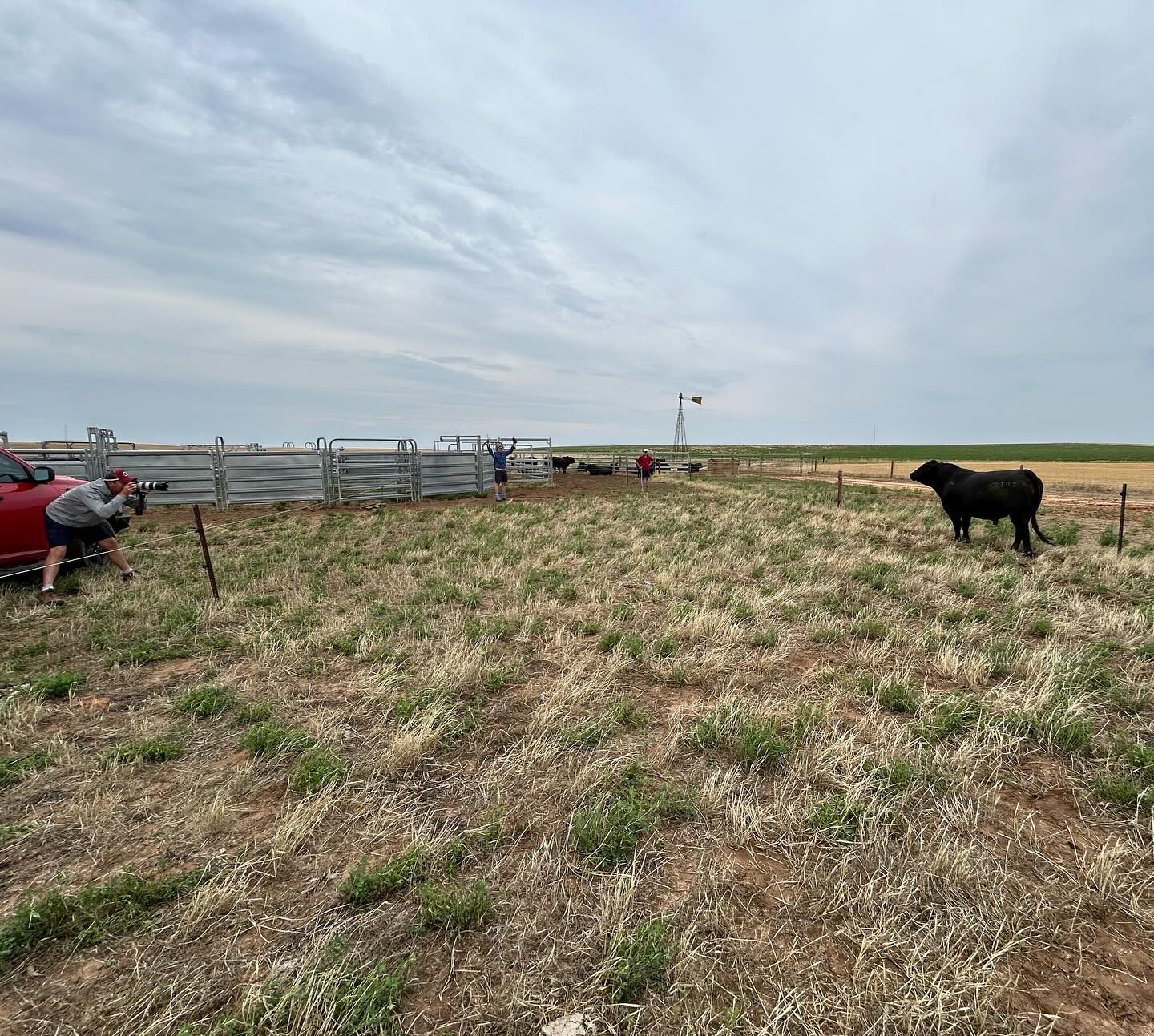 That time of year again with bull sale preparation underway. Today Brandon from @bjslivestockphotography together with Cooper & Harry battled the humidity, taking photos of next years sale bulls.
#bullsale #photos #angus #humid #notthebestdayforit #newsaledayandtime #monday12thfebruary2024 #noonsale