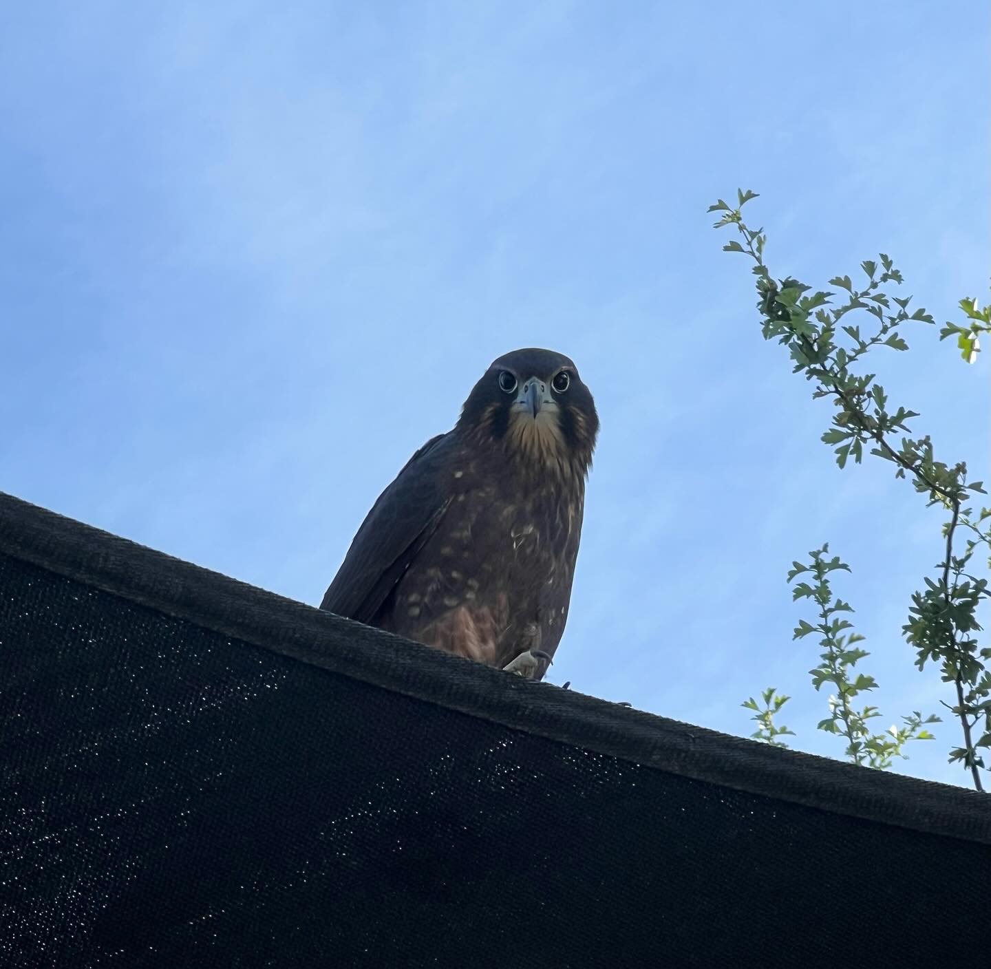 Our resident kārearea! This particular falcon loves to greet us early in the morning and perch by our rafts ☺️
Skippers is home to lots of wildlife but the NZ Falcons are our FAVOURITE!
.
.
.
.
.
.
#kārearea #nzfalcon #skipperscanyon #shotoverriver #rafting #familyadventures #familyfun #wildlife #fun #familytime #nature #queenstown #newzealand #otago #southislandnz