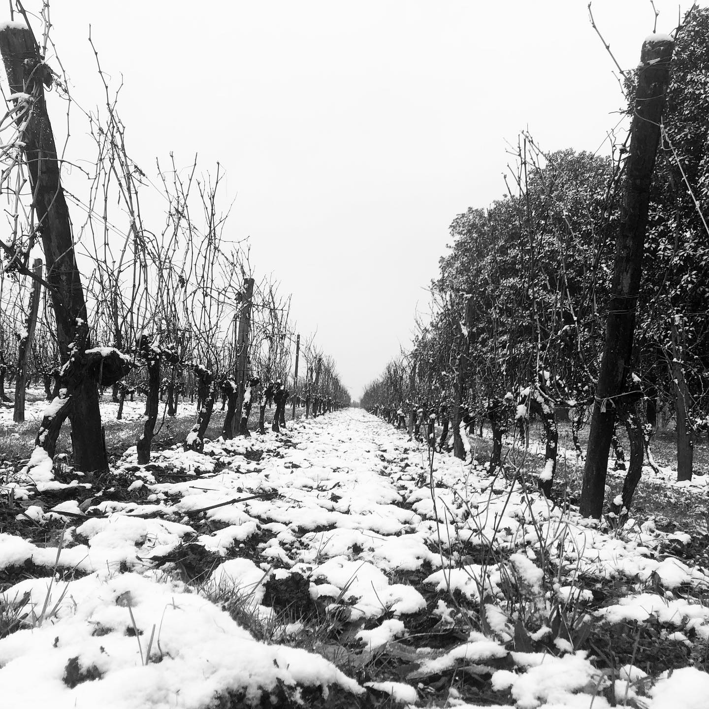 Quand la neige danse avec les vignes : une symbiose hivernale
#neige❄️ #vignes #bordeauxwine #vignoble #bestofwinetourism #vigneronsindependants #vignobleetdecouverte