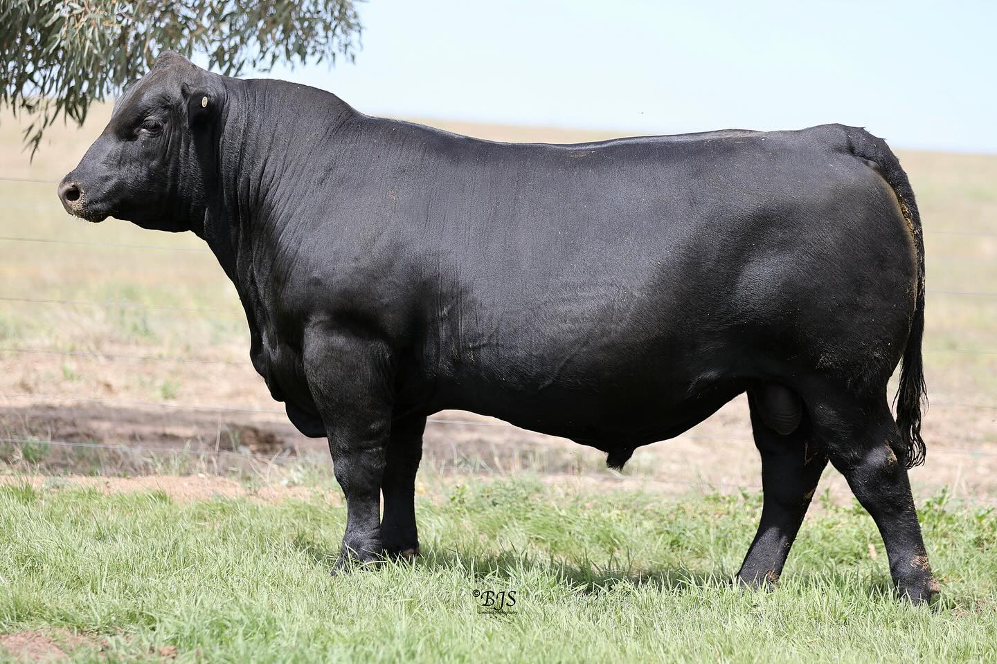 Keen to see all of the sale bulls???
Click the link in bio to see videos of each individual sale bull.
Thanks again to Brandon @bjslivestockphotography for taking the videos
📷 Lot 3-SDF22T38