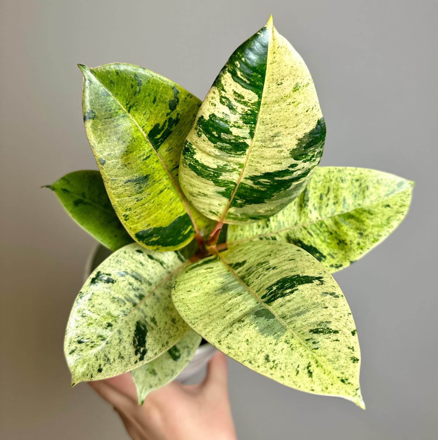Hellllooooo! It’s been a month or two 🙈
Life’s been busy but I’m ready to get back to some plant loving!
And right now I’m loving to beautiful new leaves on my #ficusshivereana from @bwhplantco
🛍️ 10% OFF at BWH and links to all my favorite products & special discount codes in bio! 🩵