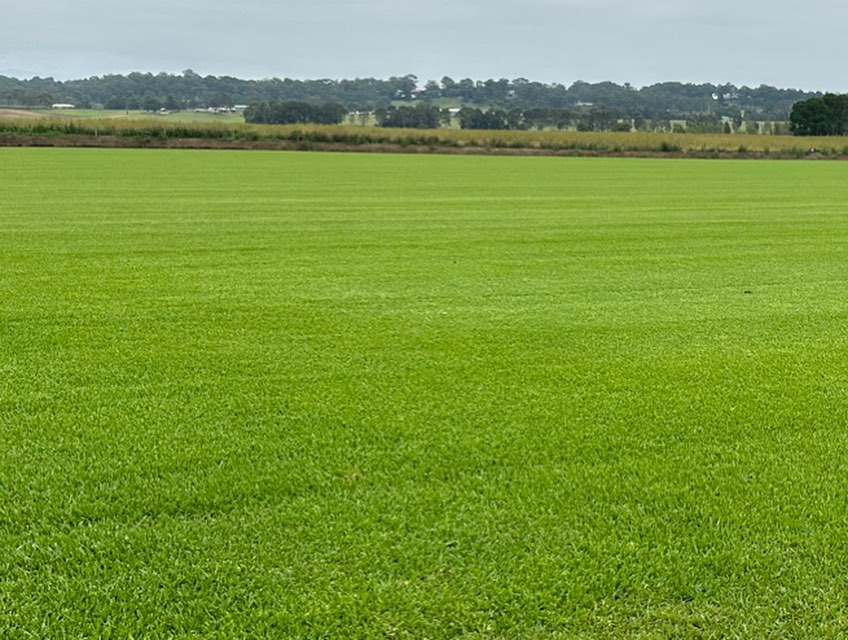 ๐ Soft Leaf Buffalo ๐ Whether youโre landscaping your backyard, or enhancing a commercial space, our turf is the foundation of your green vision, helping you stand out from the crowd. #buffaloturf #awesometurf #softleafbuffalo #turf #turfsupplies #sydneyturf